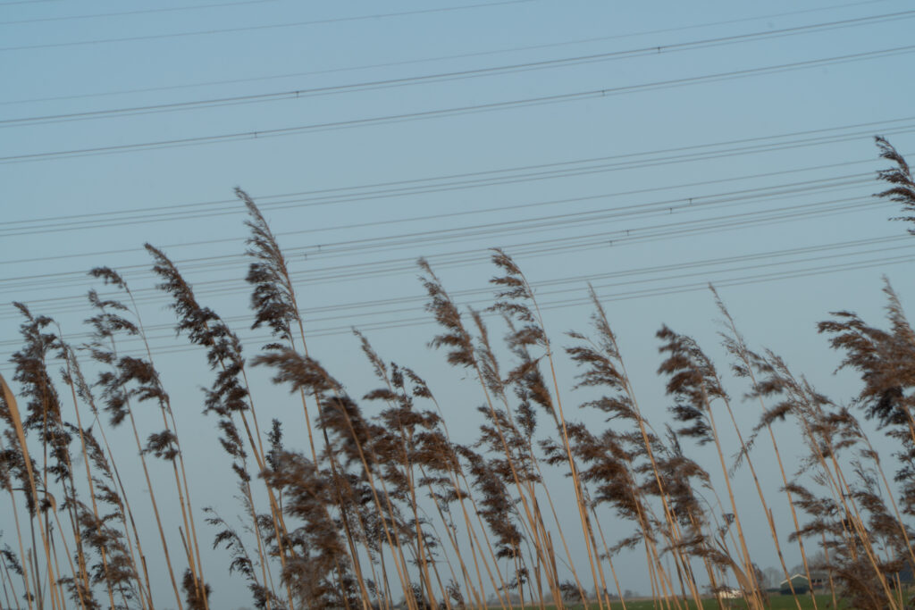 High-tension electricity wires again a blue with grass plumes in foreground.